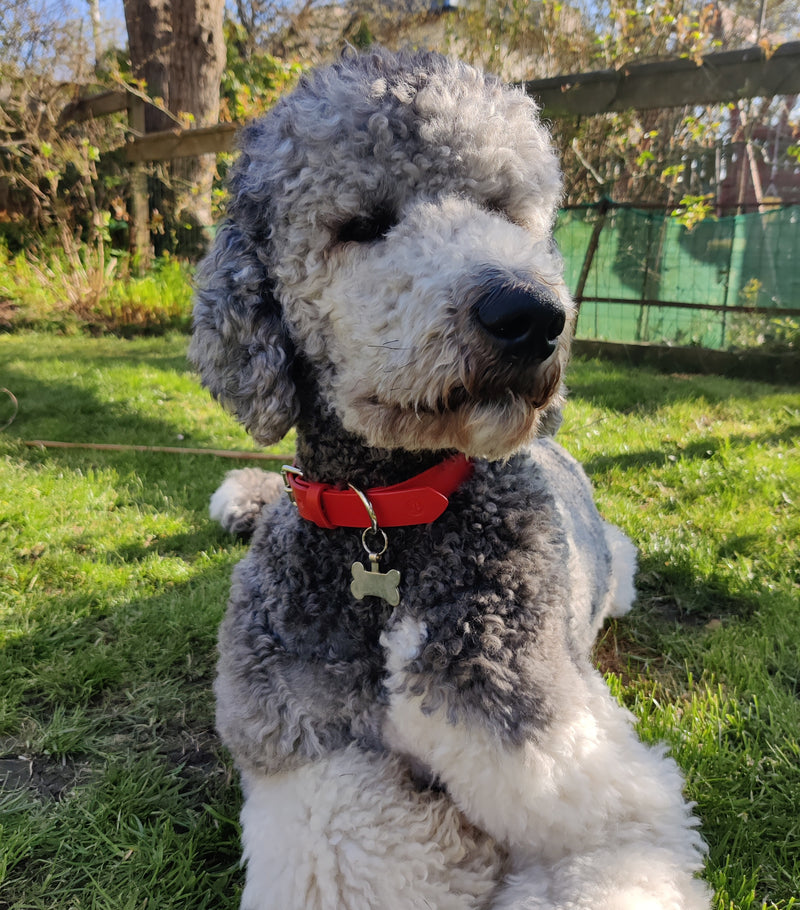 Coco Classic Collar in Red