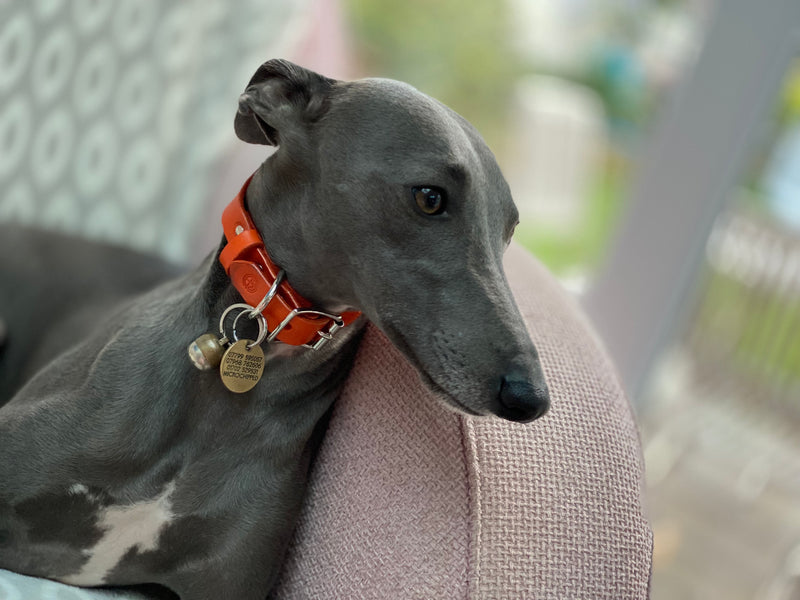 Sighthound Collar in Orange