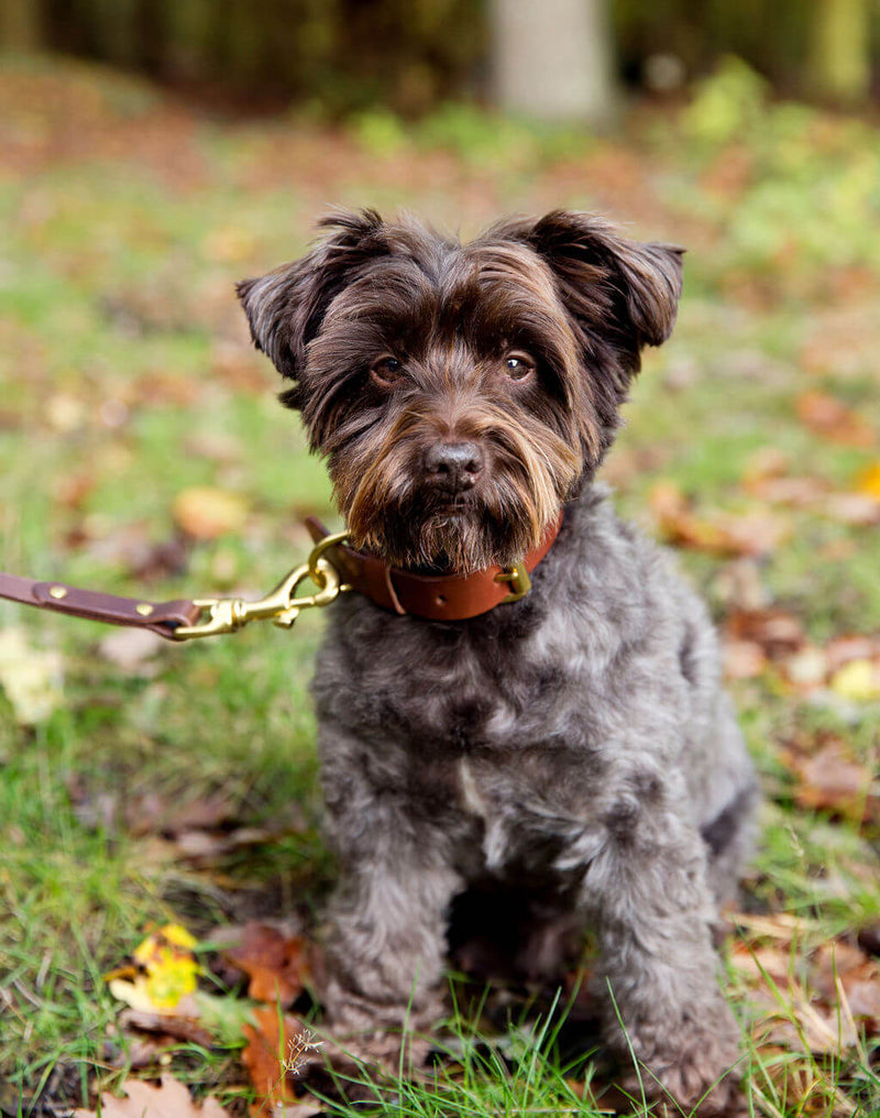 Coco Classic Collar in Tan