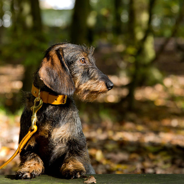 Coco Classic Collar in Mustard Yellow