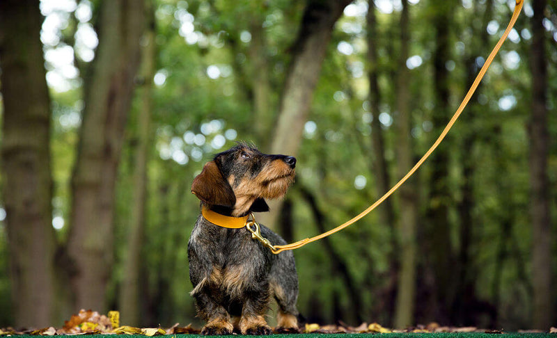 Coco Classic Collar in Mustard Yellow